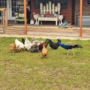 Mr. Peacock found a friendly homestead