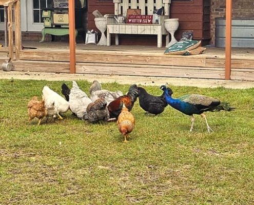 Mr. Peacock found a friendly homestead