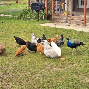 chickens with Mr. Peacock