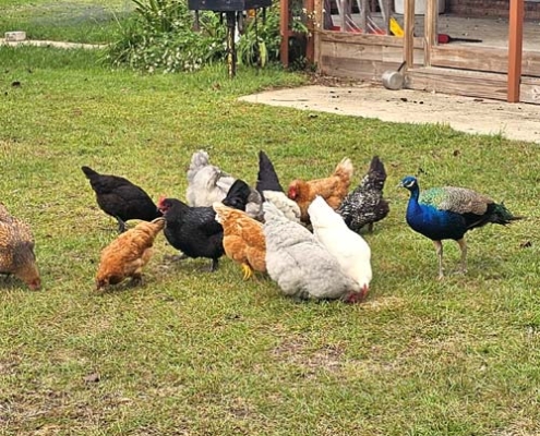 chickens with Mr. Peacock