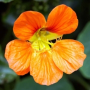 nasturtium blossom