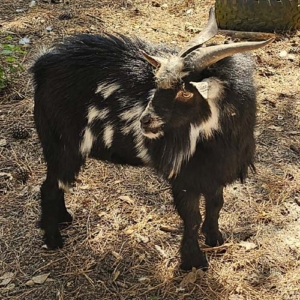 Black Nigerian dwarf buck