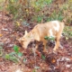 Nigerian Dwarf doeling