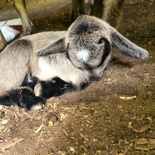 baby goat only hours old