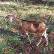 Mature Miniature Nubian goat grazing