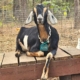 Nubian doe relaxing on a jumping platform