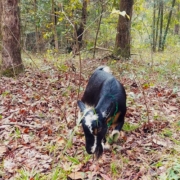 Black Nigerian Dwarf foraging