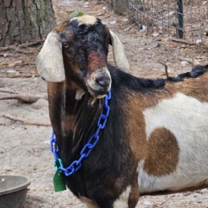 brown, black and white Nubian buck