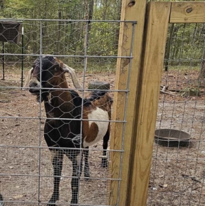 Nubian buck in his pen