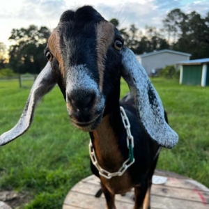 Black and brown nubian goat standing on a spool