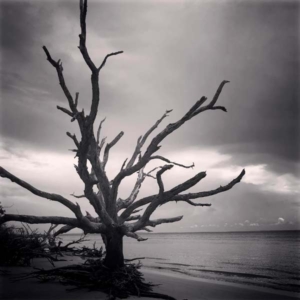 ominous driftwood high contrast picture of drift wood taken at Jekyll Island