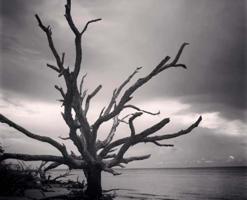 ominous driftwood high contrast picture of drift wood taken at Jekyll Island