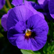 pansy