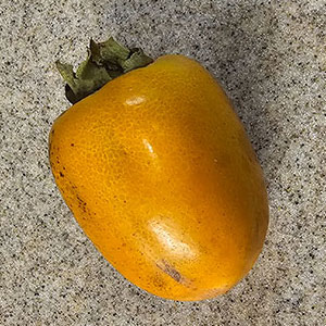saijo persimmon