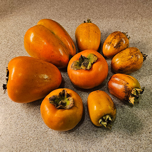variety of persimmons