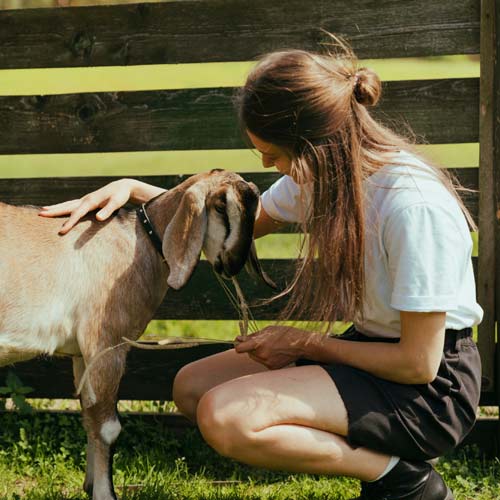 sweet goat being petted by a girl