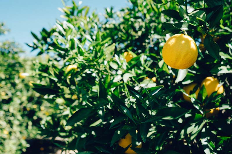 growing lemons in florida