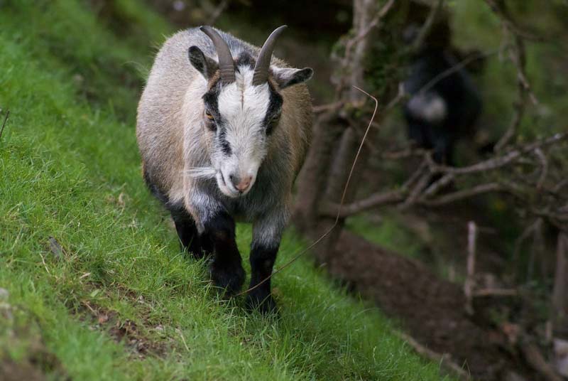 Goat foraging in the woods