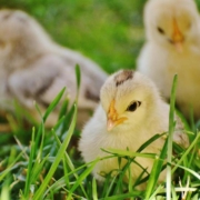 three recently hatched chickens in grass