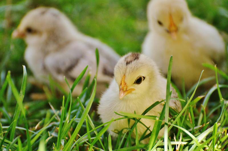 three recently hatched chickens in grass