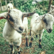 young goats grazing