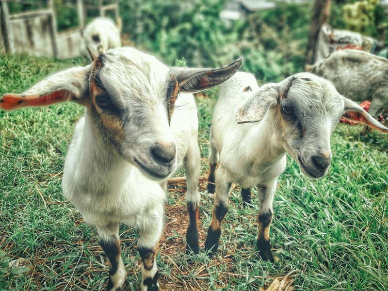 young goats grazing