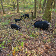 American Guinea hogs rooting for something tastey in the ground