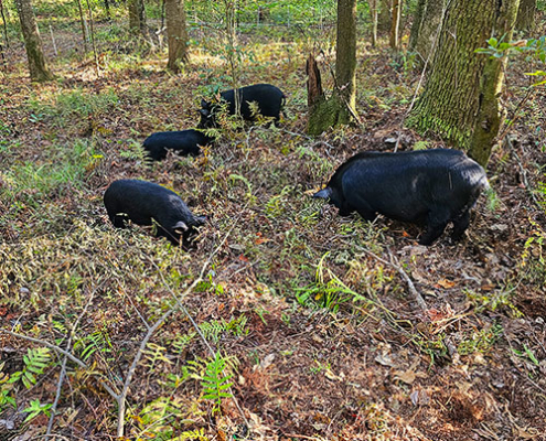 American Guinea hogs rooting for something tastey in the ground