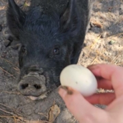 Pregnant sow is about get a farm fresh chicken egg as a treat