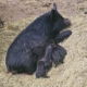 5 piglets born today at TnF Farms