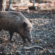 Wild pig rooting in the woods