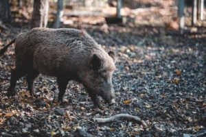 Wild pig rooting in the woods