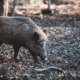 Wild pig rooting in the woods