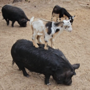 Goat standing on a pig