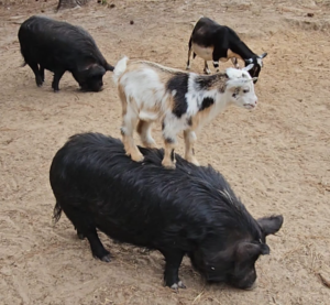Goat standing on a pig