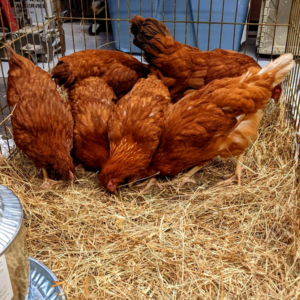 new Rhode island reds in quarantine