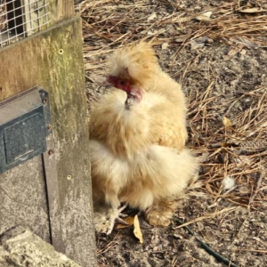 Silkie naked neck next to a hoop coop