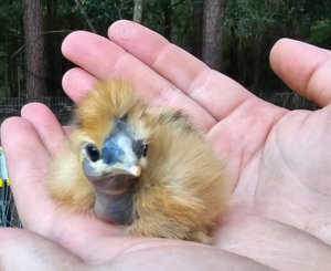 couple day old silkie chick