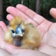 couple day old silkie chick