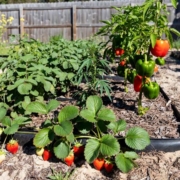 a backyard garden with strawberries and peppers