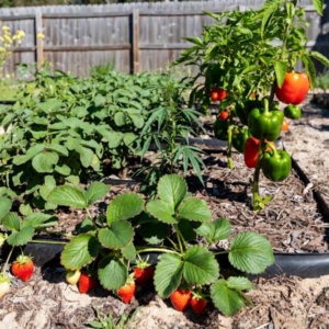 a backyard garden with strawberries and peppers