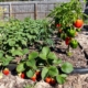 a backyard garden with strawberries and peppers