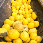 This time we filled about half the tractors bucket with lemons