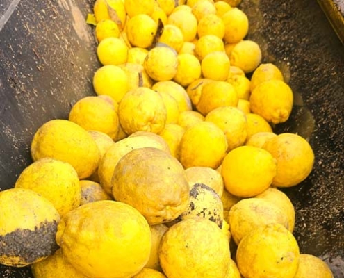 This time we filled about half the tractors bucket with lemons