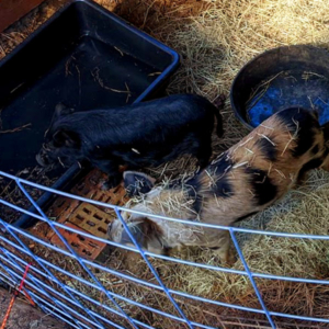 Bacon as a little pig with his little buddy Spot the kune kune